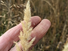 Muhlenbergia andina