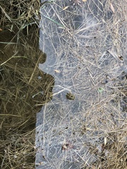 Pelophylax ridibundus