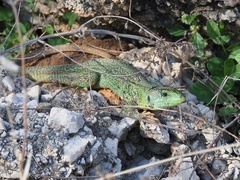 Lacerta trilineata