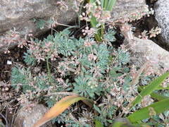 Psammotropha obtusa