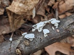 Trametes conchifer