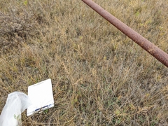 Muhlenbergia andina
