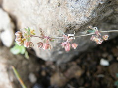 Psammotropha obtusa