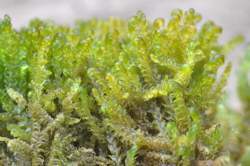 Image of Palustriella falcata by no rights reserved