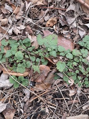 Lamium