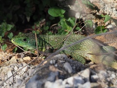 Lacerta trilineata