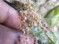 Psammotropha obtusa