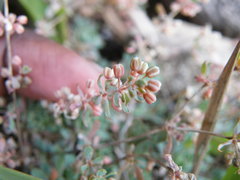 Psammotropha obtusa