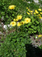 Doronicum columnae