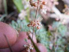 Psammotropha obtusa