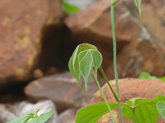 Dioscorea hispida