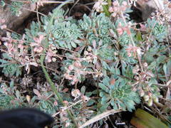 Psammotropha obtusa