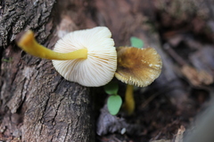 Pluteus romellii