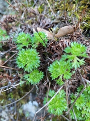 Saxifraga fragosoi
