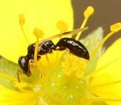 Spilomena