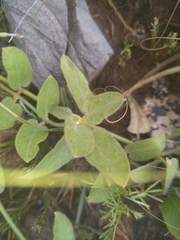 Orthanthera jasminiflora