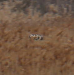 Gallinago gallinago