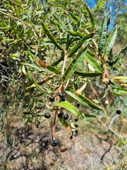 Ozoroa paniculosa