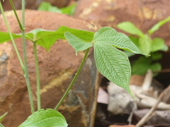Dioscorea hispida