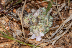 Lepidagathis cristata