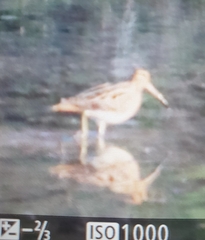 Gallinago gallinago
