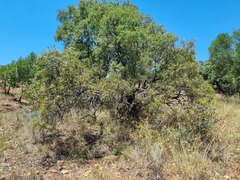 Ozoroa paniculosa