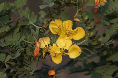 Senna auriculata