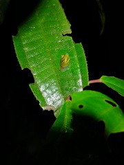 Simpulopsis