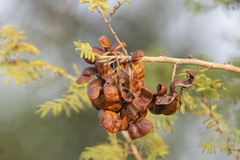 Dichrostachys cinerea
