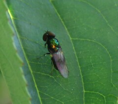 Microchrysa polita