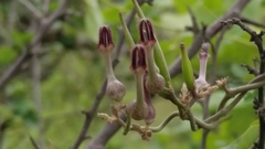 Ceropegia bulbosa