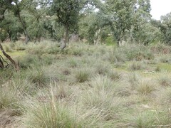 Celtica gigantea
