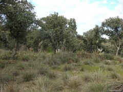 Celtica gigantea