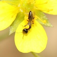 Spilomena