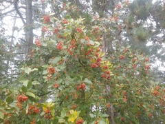 Karpatiosorbus meyeri