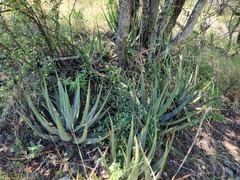 Aloe cryptopoda