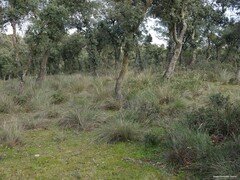 Celtica gigantea