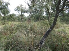 Celtica gigantea