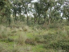 Celtica gigantea