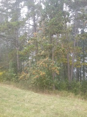 Karpatiosorbus meyeri