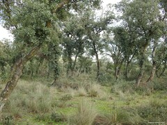 Celtica gigantea