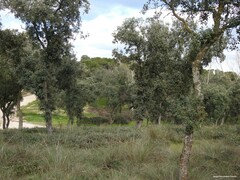 Celtica gigantea