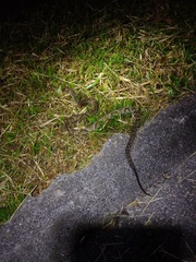 Bothrops jararaca