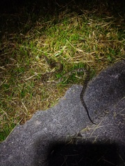 Bothrops jararaca