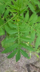 Agrimonia parviflora