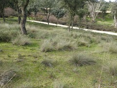Celtica gigantea