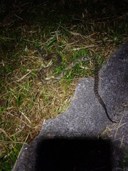 Bothrops jararaca