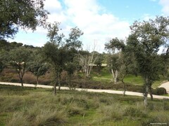 Celtica gigantea