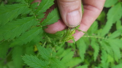 Agrimonia parviflora