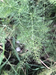 Foeniculum